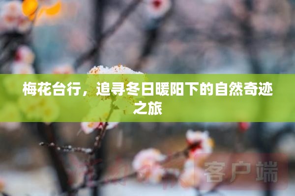 梅花台行,冬日暖阳下的自然奇迹探寻之旅