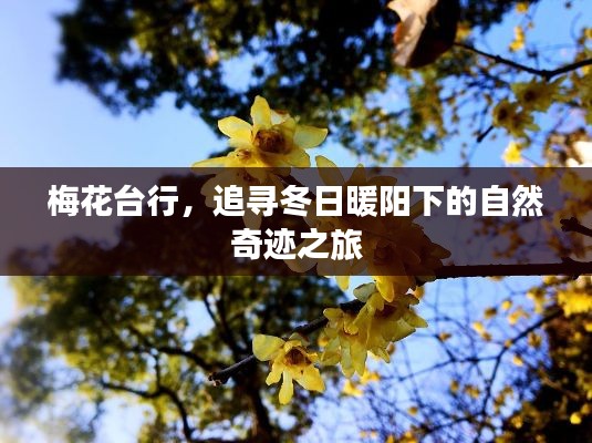 梅花台行,冬日暖阳下的自然奇迹探寻之旅