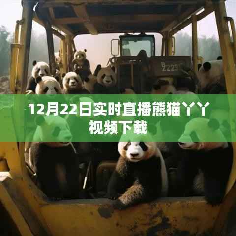 熊猫丫丫直播视频下载回放 12月22日实时观看