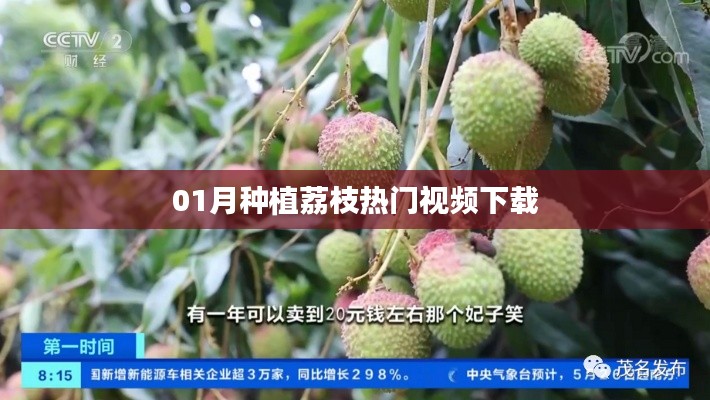 荔枝种植热门视频下载攻略（附教程）