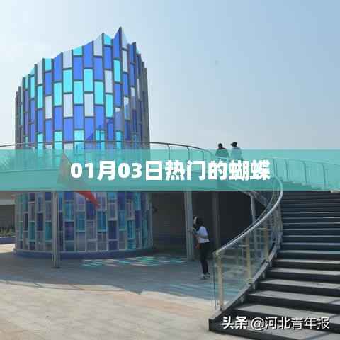 热门蝴蝶,最新动态与魅力展现