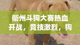 衢州斗狗大赛热血开战,竞技激烈,狗界精英展现风采