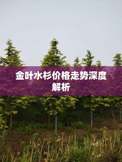 金叶水杉价格走势深度解析