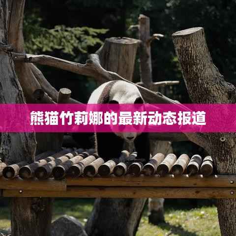 熊猫竹莉娜的最新动态报道